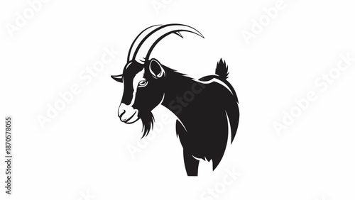 black and white horse