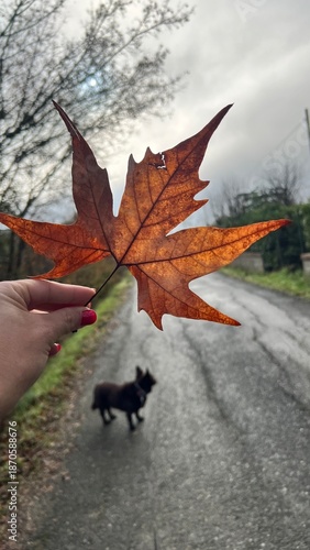 foglia e cane
