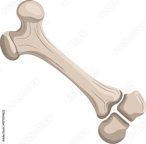 Anatomical bone structure illustration for medical healthcare design