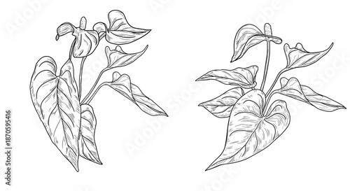 Anthorium flower with leaves, black and white sketch. Vector illustration. Tropical tree leaves, silhouetted against a white background. Green lush wildlife plants and fresh jungle foliage.