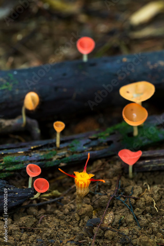 Close-up of thismia arachnites is rare and mycoheterotrophic fungus-like organism in soil with champagne mushrooms of Thailand