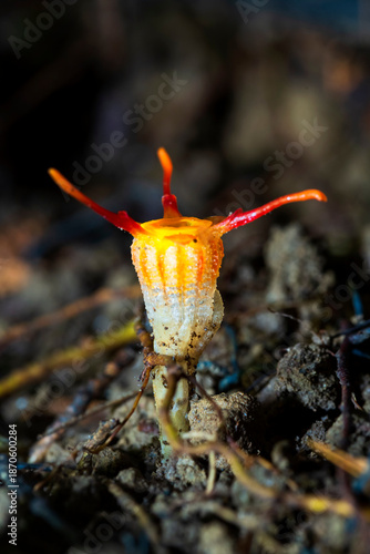 Close-up of thismia arachnites is rare and mycoheterotrophic fungus-like organism in soil of Thailand
