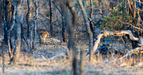 a cheetah resting in golden light