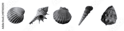 Seashell stickers for collages. Clams, conch and 
different seashell shapes. Paper cut stickers, contemporary art. Showcase underwater life. Simple vector collection with halftone elements.