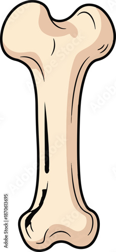 Isolated cartoon human thigh bone long structure anatomical element