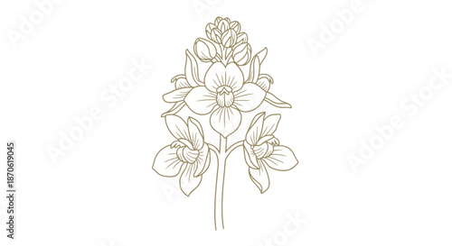 Elegant Botanical Line Art Illustration of Blooming Orchid Flowers with Unopened Buds