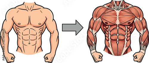Human muscle anatomy diagram showing torso with skin and fibers art