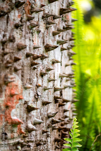 Trunk of a young kapok tree (Ceiba pentandra) densely covered with pointed, pyramidal to conical spines. Rainforest tree in the botanical garden of Martinique in the Caribbean.