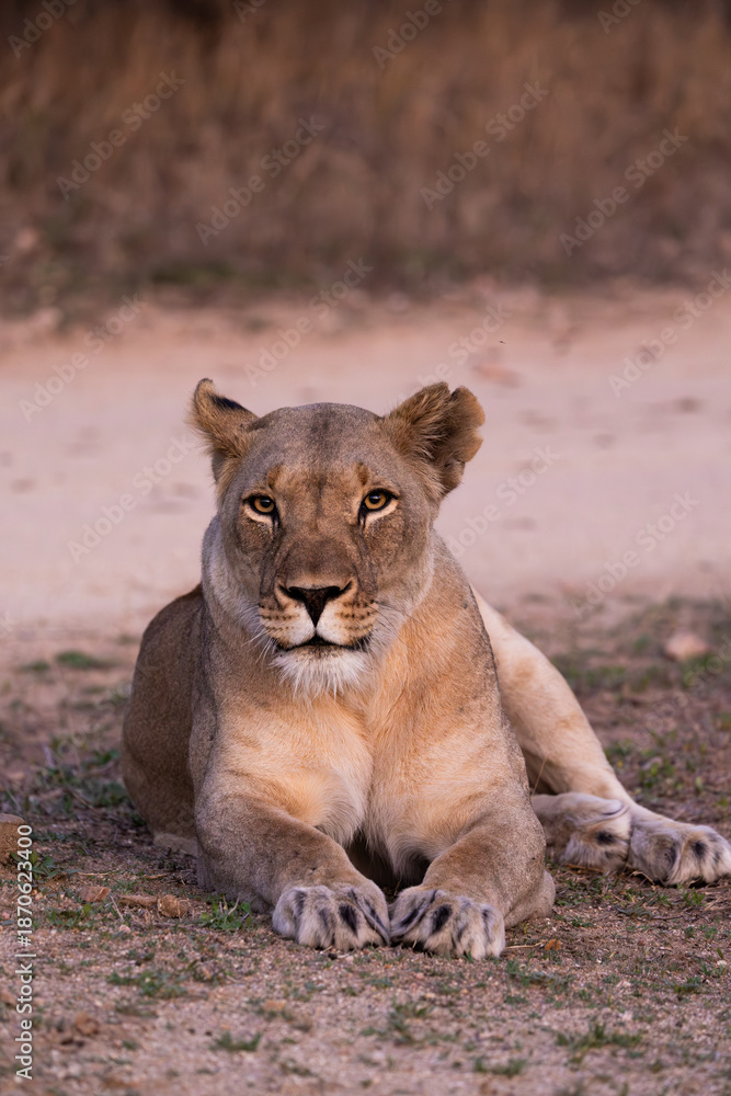 Fototapeta premium a big lioness early morning - close-up
