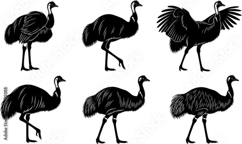Black vector silhouette collection of African ostriches in various standing and walking poses isolated on white background for design
