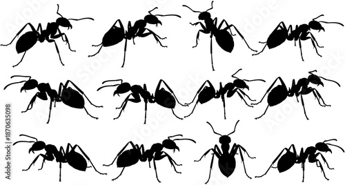 Black vector silhouette collection of various ants in different walking and standing poses isolated on a white background for nature design