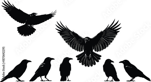 Raven bird silhouette set, flying and standing poses, black crow illustration, wildlife design, gothic nature animal collection