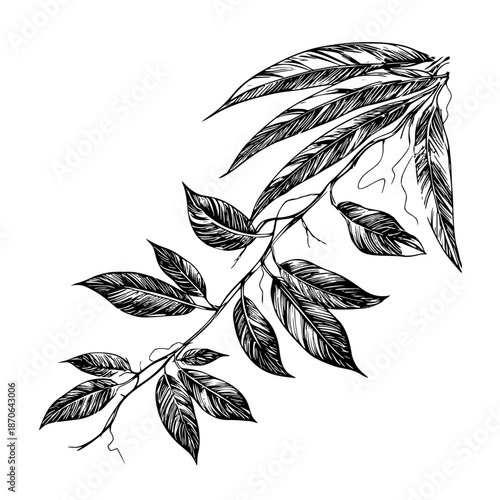 Liana branch with leaves, black and white sketch. Vector illustration. Tropical trees and climbing plants isolated on white background