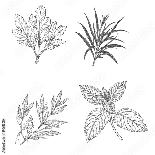 Basil and mint leaves, sprigs of tarragon and oregano, black and white sketch. Vector illustration. A set of kitchen herbs, isolated on a white background.