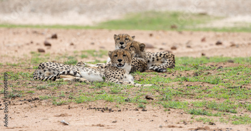 a cheetah mother and her two sub adult cubs