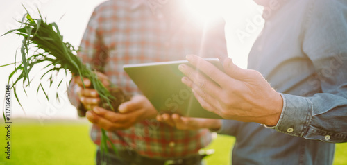 Two experienced farmers inspect young plants in a green field using a digital tablet. Agronomists work with a seedling before planting in a field. Concepts of harvest, gardening, and business.