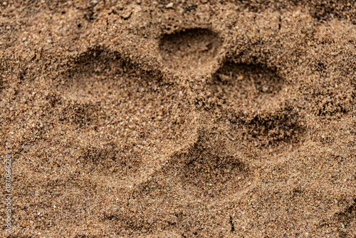 a big lion paw track in sand