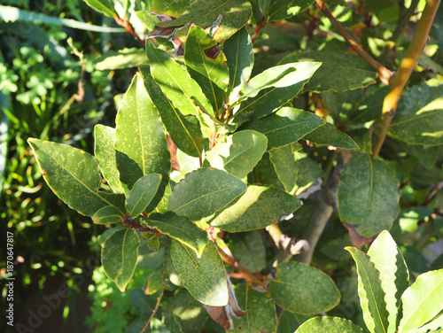 Laurus nobilis branch and leaves. Nature and background for design. 