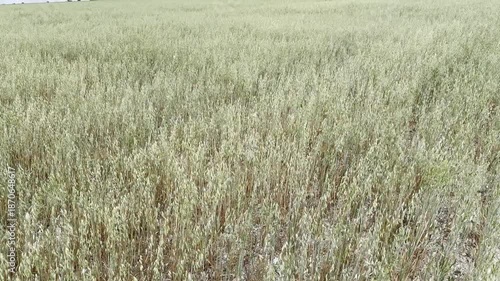 Harvesting Crops in a Field on a Sunny Day in Late Summer