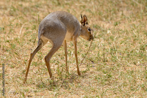 Photography Dik dik de Kirk