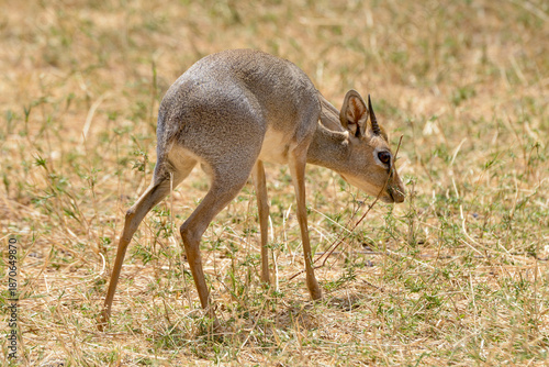 Photography Dik dik de Kirk