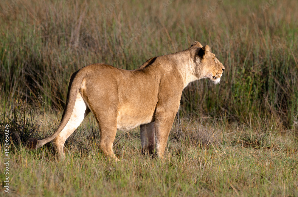 Naklejka premium Lionne