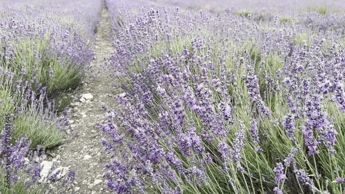 Explore a Lavender Field in Full Bloom During Summer Season