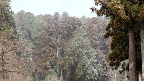 Slow-motion video of snow gently falling in a quiet pine forest during winter in Japan, capturing a peaceful natural landscape, cold season atmosphere, and serene woodland scenery.