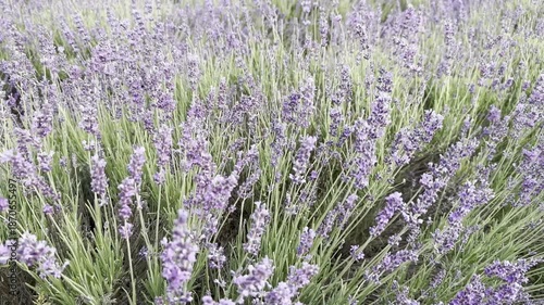 Blooming Lavender Field in Summer Sunshine With Buzzing Bees