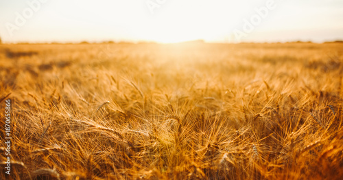 Ears of golden wheat sway in the sunset light in a farm field. Tranquil atmosphere. Background image. Concept of a bountiful harvest. © maxbelchenko