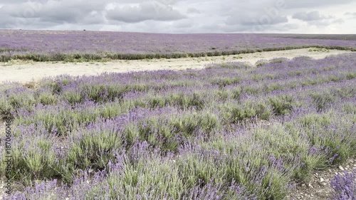 Lavender Fields Grow Under Cloudy Skies in a Rural Area