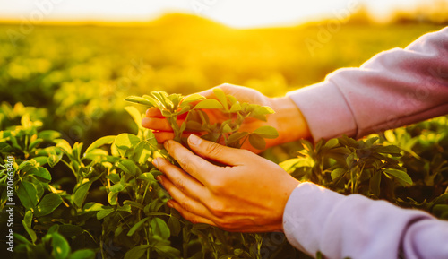 Φωτογραφία A woman's hand touches green alfalfa in a field at sunset