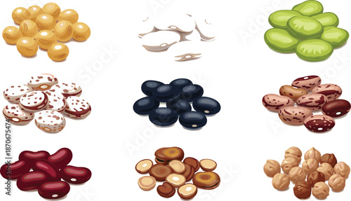 Variety of colorful beans including kidney, black, pinto, chickpeas, soybeans, and legumes shown in detailed realistic illustration