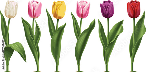 Colorful tulip flowers vector illustration set with spring blooms, green leaves, and elegant botanical elements isolated