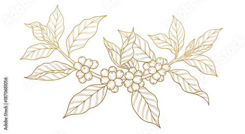 Golden hand-drawn illustration of coffee tree branches with leaves and berries in an elegant vintage engraving art style.