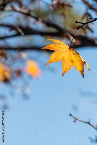 秋晴れのなか金色に輝く美しいフウノキの葉
