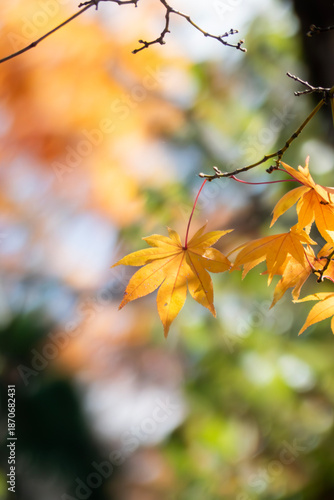 秋晴れのなか金色に輝く美しいフウノキの葉