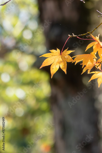 秋晴れのなか金色に輝く美しいフウノキの葉