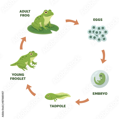 Life cycle of a frog from eggs, embryo, tadpole and young froglet to adult frog