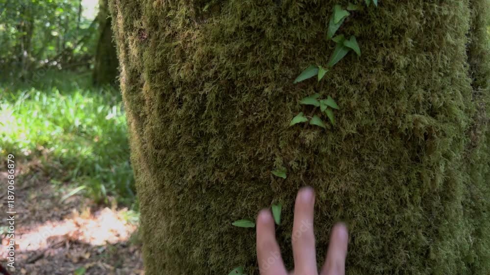 custom made wallpaper toronto digitalGentle white hand caressing moss-covered tree trunk in close-up