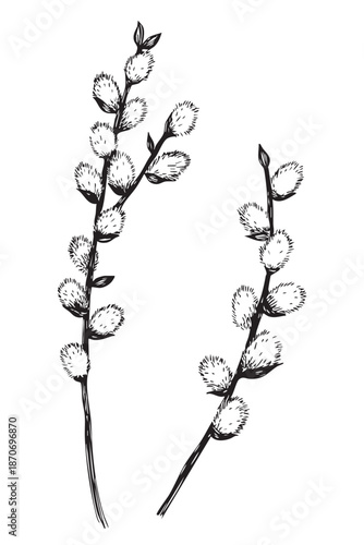 Black and white hand drawn pussy willow branches illustration. Botanical spring twigs with fluffy buds, ink sketch style, minimal floral design for Easter, wedding, branding, cards and decor.