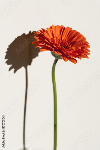 Single Orange Gerbera Flower with Shadow
