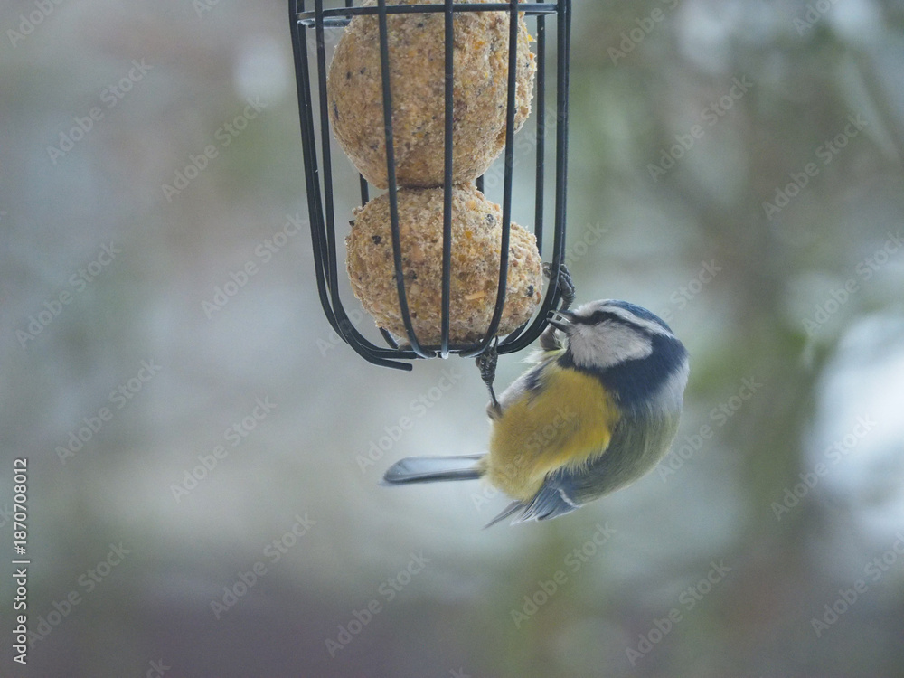 Ταπετσαρία Blue Tit Bird Feeding on Suet Balls