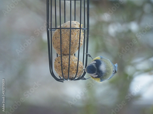 Принти на полотні Blue Tit Bird Feeding on Suet Balls