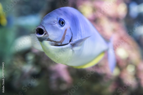 Pesce unicorno di Vlaming, Naso vlamingii, durante una visita all'Acquario di Genova, Liguria, Italia, Europa