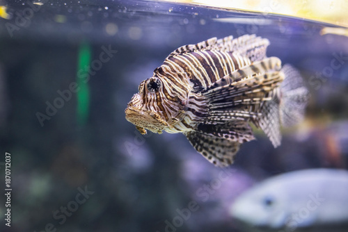 Pesce scorpione o Leone, pterois volitans, durante una visita all'Acquario di Genova, Liguria, Italia, Europa