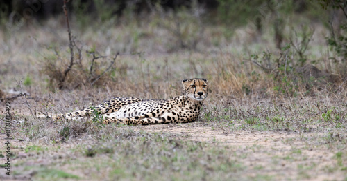 a female cheetah keeping an eye out for danger