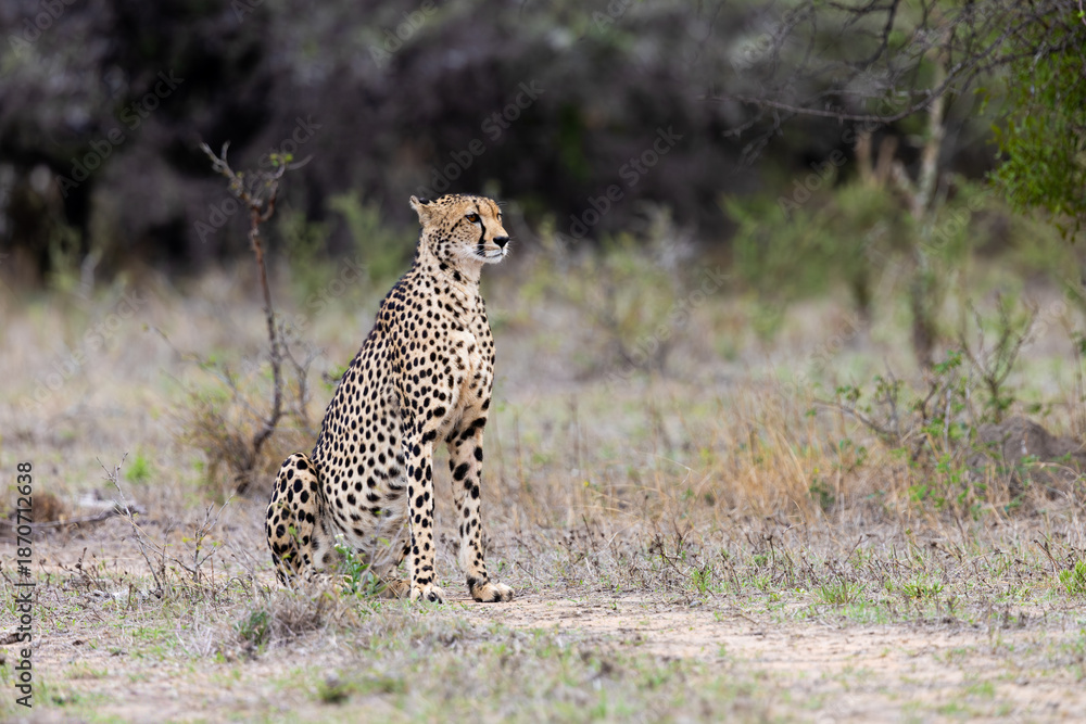 Obraz premium a female cheetah keeping an eye out for danger