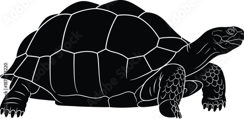 Turtle Reptile Detailed Illustration