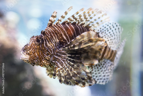 Pesce scorpione o Leone, pterois volitans, durante una visita all'Acquario di Genova, Liguria, Italia, Europa
